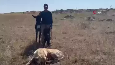 'Kral' bu kez sürünün eşeğine sahip çıktı