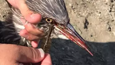 Barajda Takılan Balıkçıl Kuş Kurtarıldı