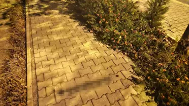 Antalya'da Yasa Dışı Bahis Sitelerinin Reklamları Kaldırımlarda Yapılıyor