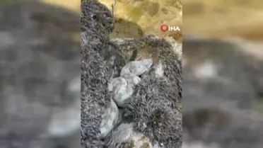 Yüksekova'da koca engerek yılanı görüntülendi