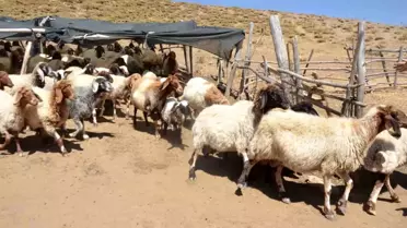 Malatya'da Yaylalarda Hayvan Yetiştiricileri İhtiyaçlarını Bekliyor