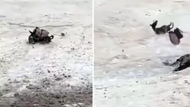 Zavallı eşeğin telef olduğu anların görüntüsü izleyenleri kahretti