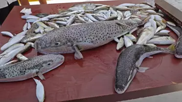 Antalya'da Balon Balığı Yakalama Yarışması Düzenlendi