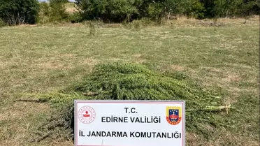 Edirne'de 300 kök Hint keneviri ele geçirildi