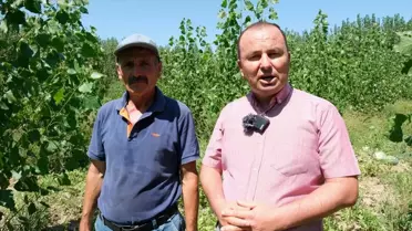 Mersin Mut'ta Sezonun İlk Karpuz Hasadı Yapıldı
