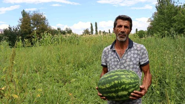 Oltu'da Yerli Üretim Karpuzlar Büyük İlgi Görüyor