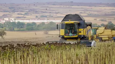 Edirne'de Ayçiçeği Hasadı Devam Ediyor