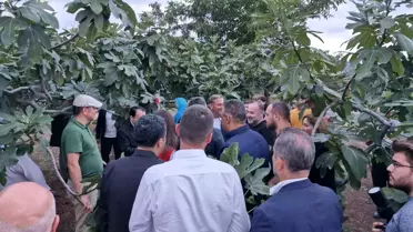 Samsun'un Tekkeköy ilçesinde mor patlıcan inciri hasat edildi