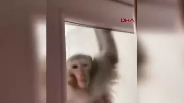 ÇORUM'da firar eden maymun Buse S.'yi(19) bacağından ısırdı
