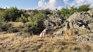 Bolu'nun Seben ilçesinde çobanlık yapan yabancı uyruklu kişi yaylada ölü bulundu
