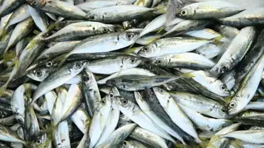 Ordu'da av yasağının sona ermesiyle balık tezgahları şenlendi