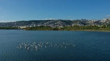 İzmit Körfezi'nde Çevre Yatırımları ile Kirlilik Azaldı, Balık Popülasyonu Arttı