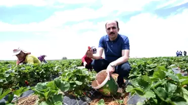 Konya'nın Hüyük ilçesinde üretilen çilek Avrupa Birliği tescili aldı