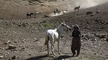 Van'da Berivanlar Zorlu Yayla Yolculuğuyla Hayvancılığı Sürdürüyor