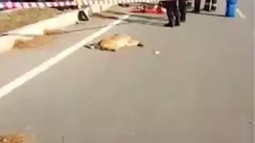 Denizli'de Köpeğe Çarpan Araçta Kaza: 1 Ölü, 2 Yaralı