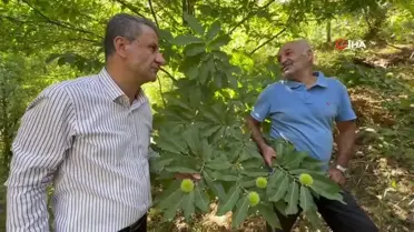 Yüksekova'da Kestane Hasadı İçin Geri Sayım Başladı