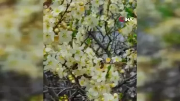 Bal Üreticileri Son 10 Yılın En Verimsiz Sezonunu Geçirdi