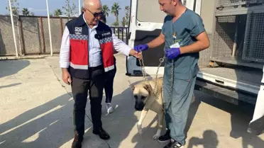 İstanbul Büyükçekmece Belediyesi Sokak Köpeklerini İşyerleri Tarafından Sahiplendiriyor
