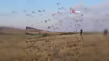 Isparta'ya bin adet çil keklik doğaya bırakıldı