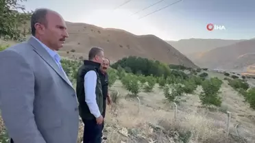 Yüksekova'da çiftçilerin tercihi ceviz ağacı