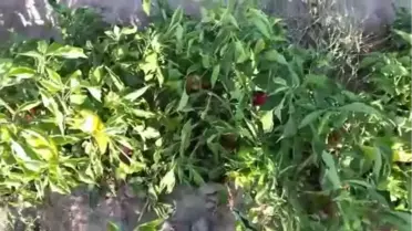 CHP Milletvekili Gürer, Niğde'de Biber Üreticisinin Sorunlarını Dinledi