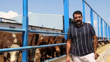 İthal Hayvanlarda Pislik Sorunu