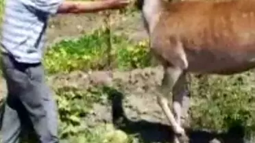 Salda Gölü'nde Kızıl Geyik Kavun Yiyor