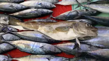 Ordu'da 1 Kilogramlık Kanca Mezgit