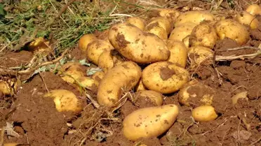 Yozgat'ta Patates Hasadında Yüksek Verim, Düşük Fiyat