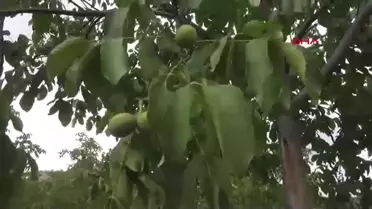 Çağlayancerit Cevizinde Hasat Başladı