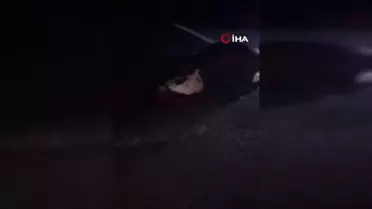 Kars'ta Minibüs Hayvan Sürüsüne Çarptı