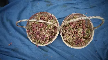 Çanakkale'de Antep Fıstığı Hasadı Başladı