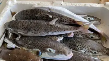 Hatay'da 19 Bin Balon Balığı Yakalandı