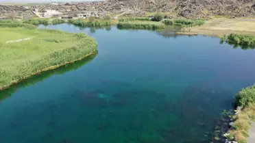 Kuraklık Kuş Türlerini Etkiledi