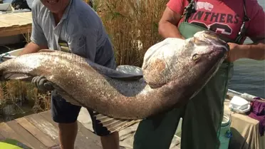 Edirne'de 41 Kilogramlık Granyöz Yakalandı