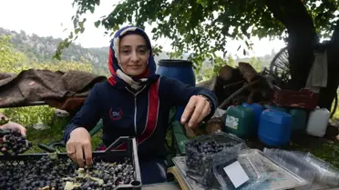 'Süper meyve' aronya hasat edilmeye başlandı