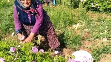 Isparta'da Gül Fiyatı 90 Lira Belirlendi