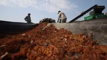 Kuru Üzüm İhracatında Yeni Pazar Arayışları