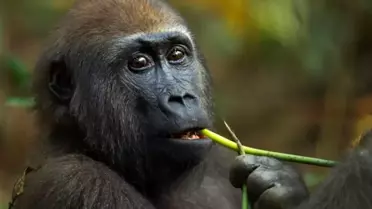 Gorillerin Şifalı Bitki Seçimi Umut Vadediyor