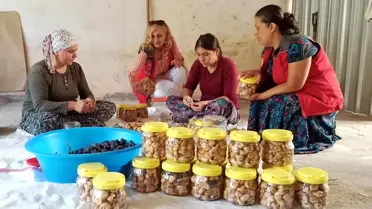 Kadın Çiftçilerden İncir Projesi