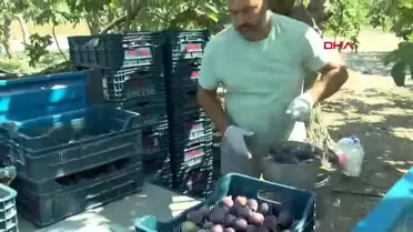 Bursa Siyahı İnciri'nin Başarısı