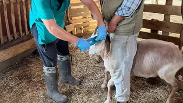 Küçükbaş Hayvanlarda Aşılama ve Küpeleme Devam Ediyor