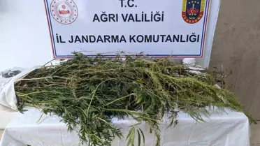 Ağrı'da Uyuşturucu Operasyonu: 90 Kök Kenevir Ele Geçirildi