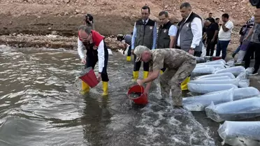 Siirt'te 1 Milyon Sazan Yavrusu Bırakıldı
