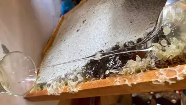 Kars'ta Yeşil Bal Şaşkınlığı
