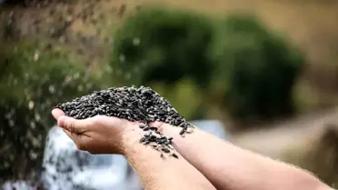 Bilecik'te Ayçiçeği Hasadı Başladı
