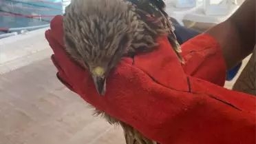 Kars'ta Yaralı Atmaca Tedavi Altında