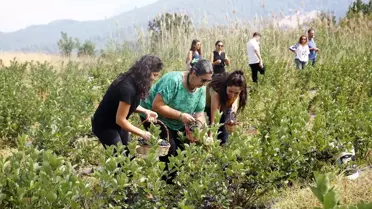 Antalya'da Aronya Meyvesi Hasadı Başladı