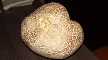 Akseki'de 8 Kilo Diken Mantarı Bulundu