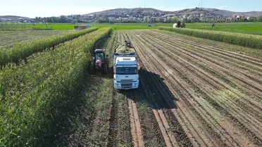 Bayburt'ta Silajlık Mısır Hasadı